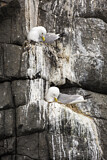 Image. Black-legged Kittiwake