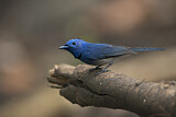 Image. Black-naped Monarch