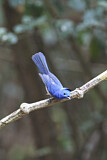 Image. Black-naped Monarch