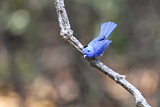 Image. Black-naped Monarch