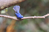 Image. Black-naped Monarch