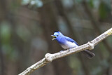 Image. Black-naped Monarch
