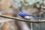 Image. Black-naped Monarch