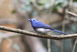 Image. Black-naped Monarch
