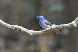 Image. Black-naped Monarch