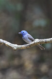 Image. Black-naped Monarch