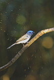 Image. Black-naped Monarch