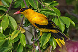 Image. Black-naped Oriole