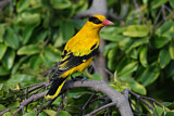 Image. Black-naped Oriole