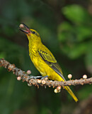 Image. Black-naped Oriole
