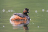 Image. Black-necked Grebe