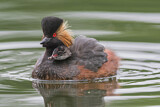 Image. Black-necked Grebe