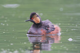 Image. Black-necked Grebe