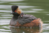 Image. Black-necked Grebe
