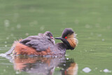 Image. Black-necked Grebe