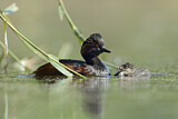Image. Black-necked Grebe