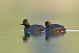 Image. Black-necked Grebe