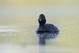 Image. Black-necked Grebe