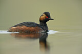 Image. Black-necked Grebe