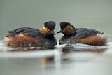 Image. Black-necked Grebe