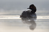 Image. Black-necked Grebe