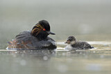 Image. Black-necked Grebe