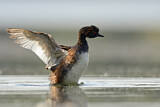 Image. Black-necked Grebe