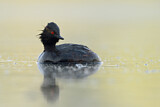 Image. Black-necked Grebe