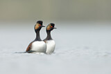 Image. Black-necked Grebe