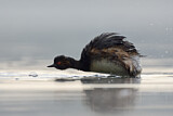 Image. Black-necked Grebe