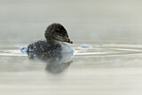 Image. Black-necked Grebe