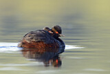 Image. Black-necked Grebe