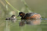 Image. Black-necked Grebe