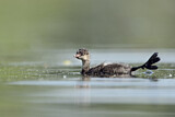 Image. Black-necked Grebe