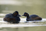 Image. Black-necked Grebe