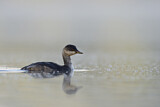 Image. Black-necked Grebe