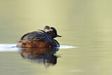 Image. Black-necked Grebe