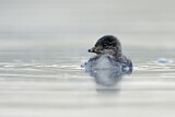 Image. Black-necked Grebe