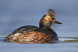 Image. Black-necked Grebe