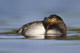 Image. Black-necked Grebe