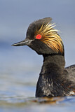 Image. Black-necked Grebe