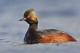 Image. Black-necked Grebe