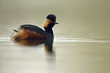 Image. Black-necked Grebe
