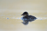 Image. Black-necked Grebe
