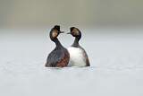 Image. Black-necked Grebe
