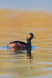 Image. Black-necked Grebe
