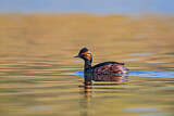 Image. Black-necked Grebe
