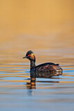 Image. Black-necked Grebe