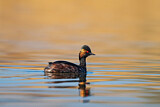 Image. Black-necked Grebe
