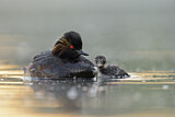 Image. Black-necked Grebe